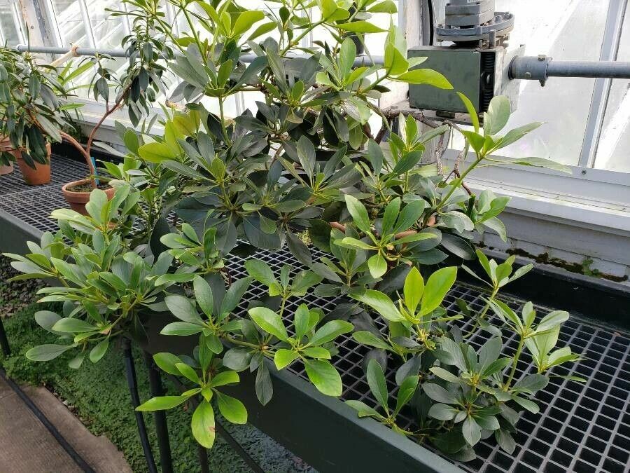 Rhododendron goodenoughii habit