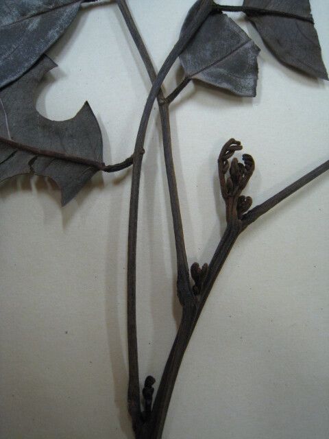 Ormosia flava — houseplant care guide