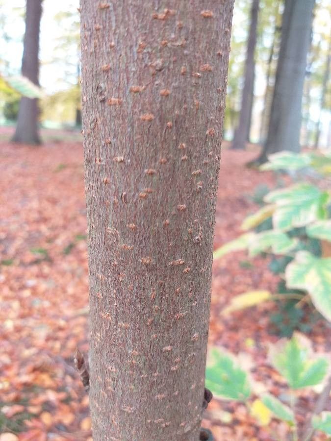 Acer sterculiaceum bark