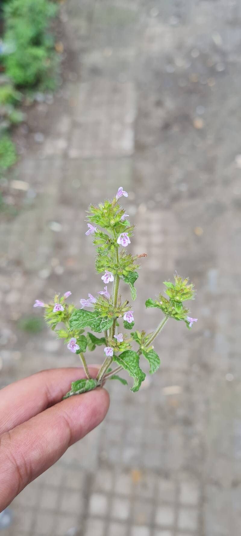 Clinopodium umbrosum — houseplant care guide