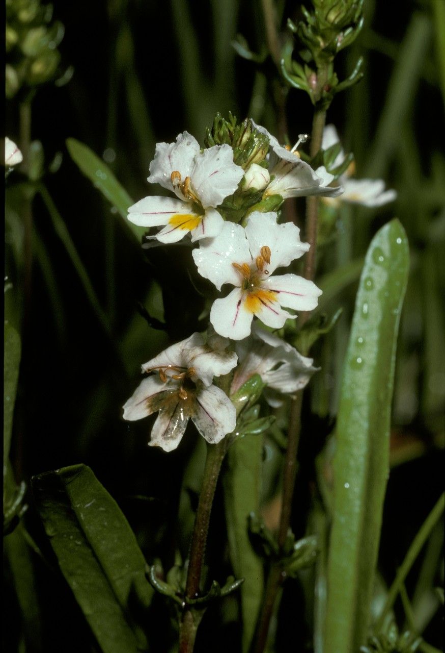 Euphrasia trifida — search result for 'Euphrasia'