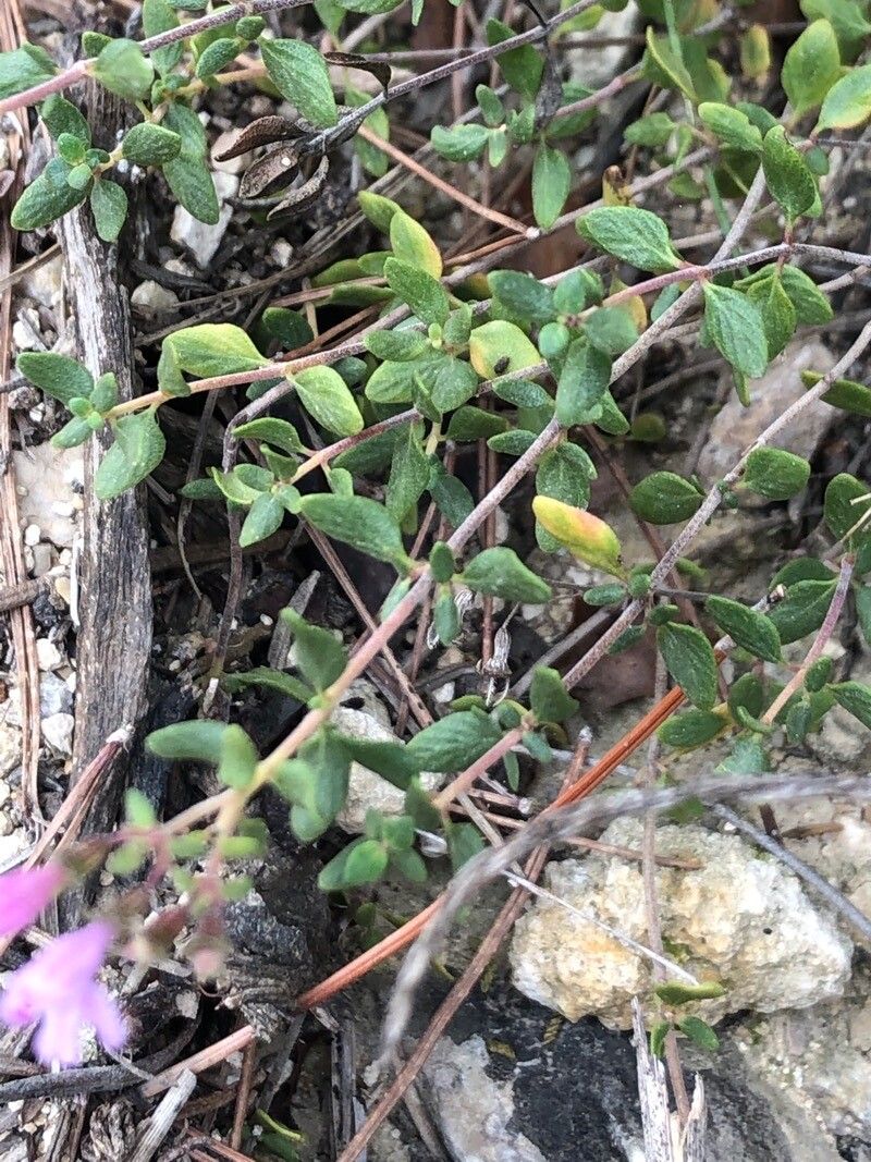 Thymus piperella — search result for 'Thymus'