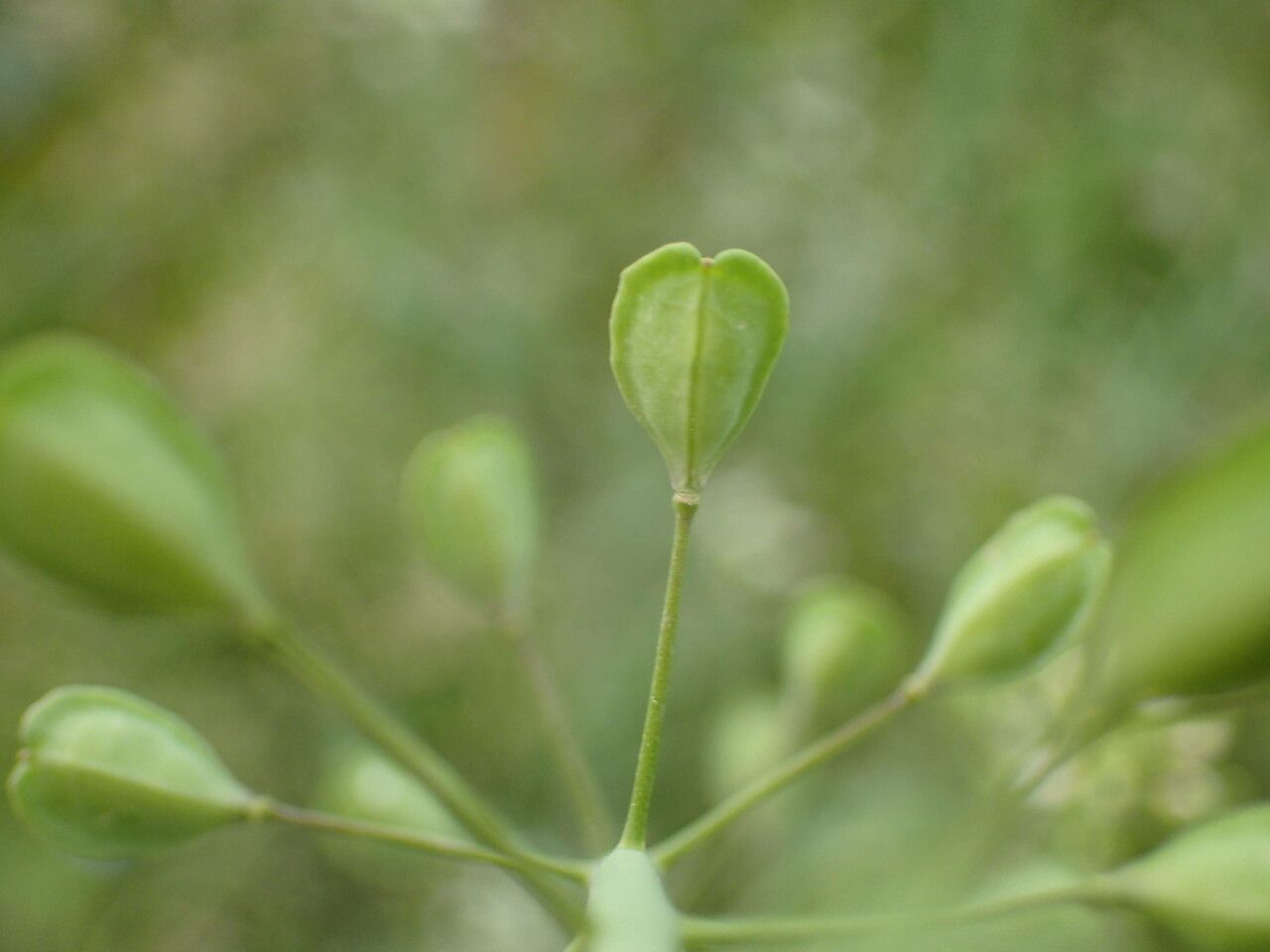 Thlaspi alliaceum fruit