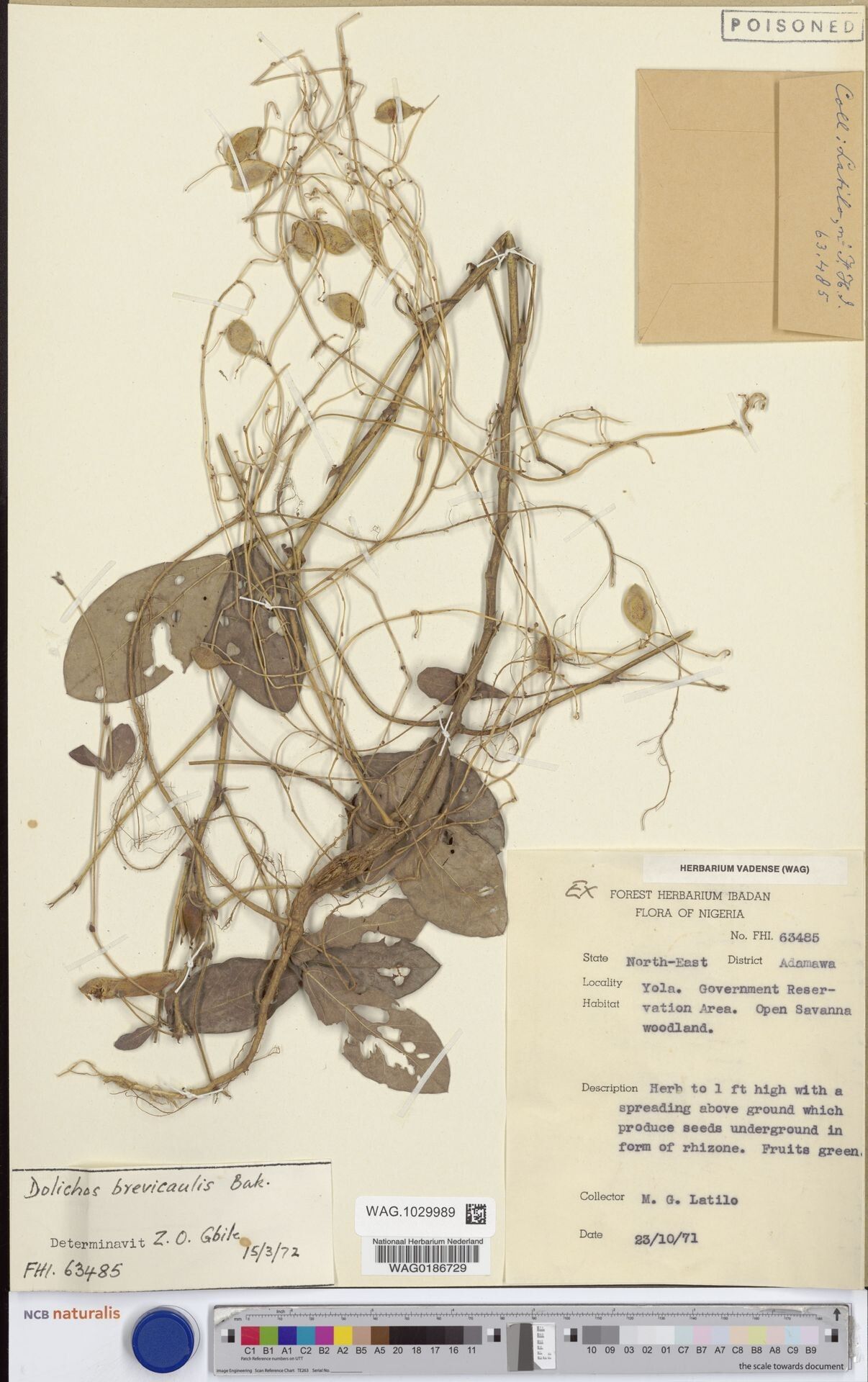 Macrotyloma brevicaule — related species from the same genus