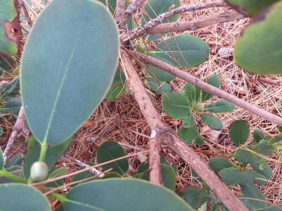 Rhododendron decorum bark
