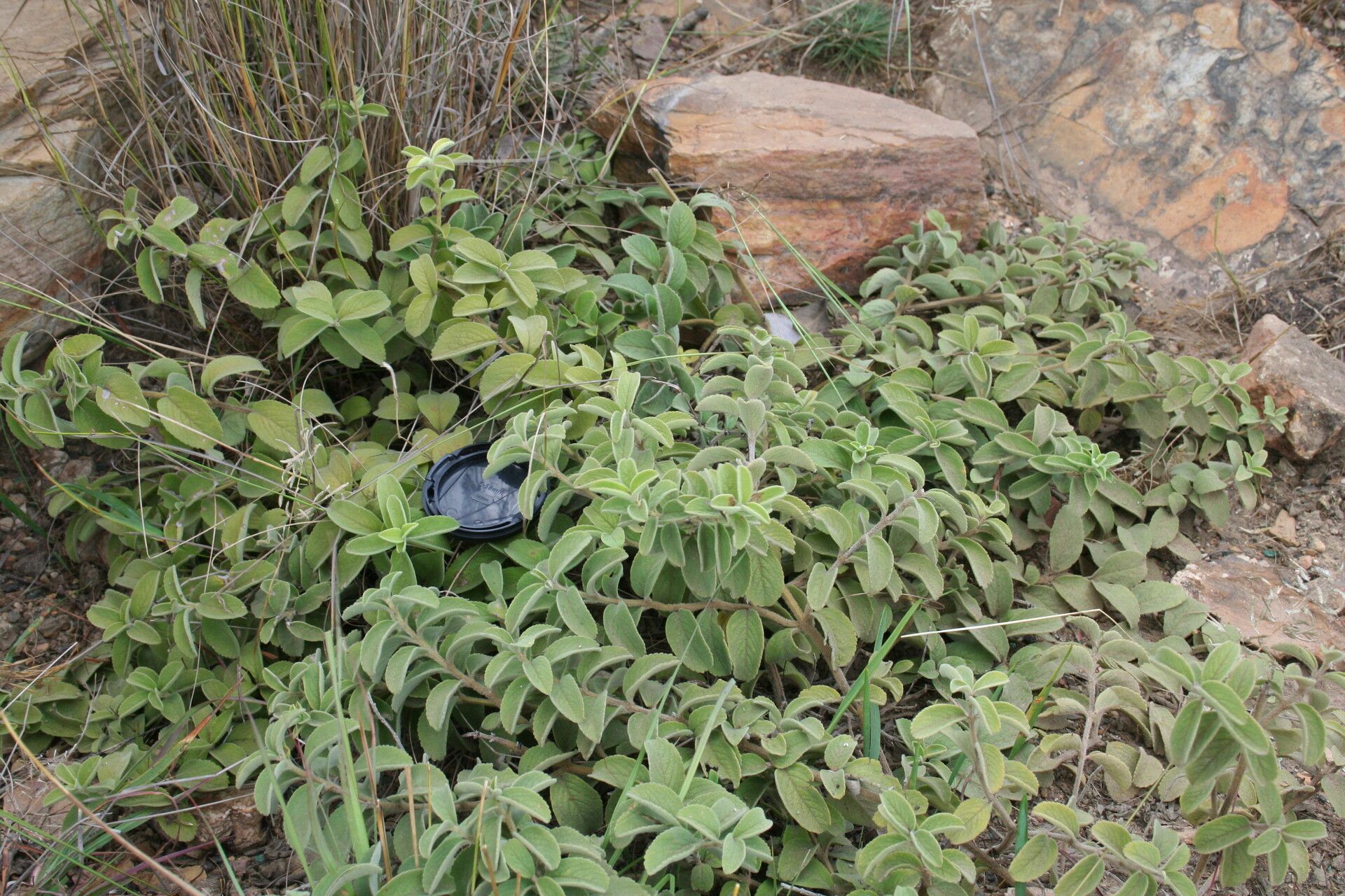 Ocimum vanderystii leaf