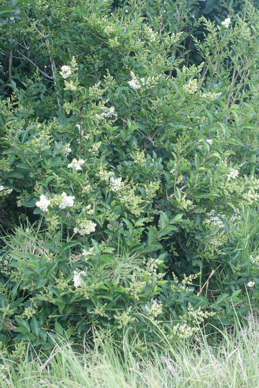 Ligustrum robustum habit