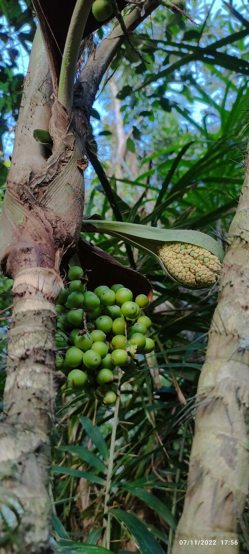 Bactris setosa fruit