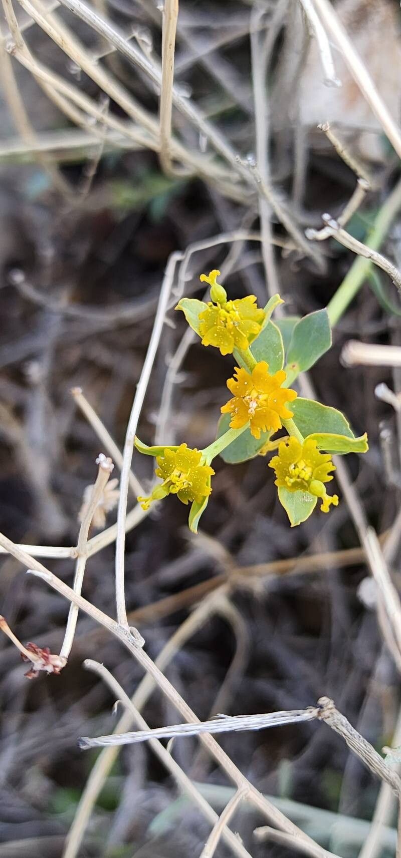 Euphorbia heteradena flower