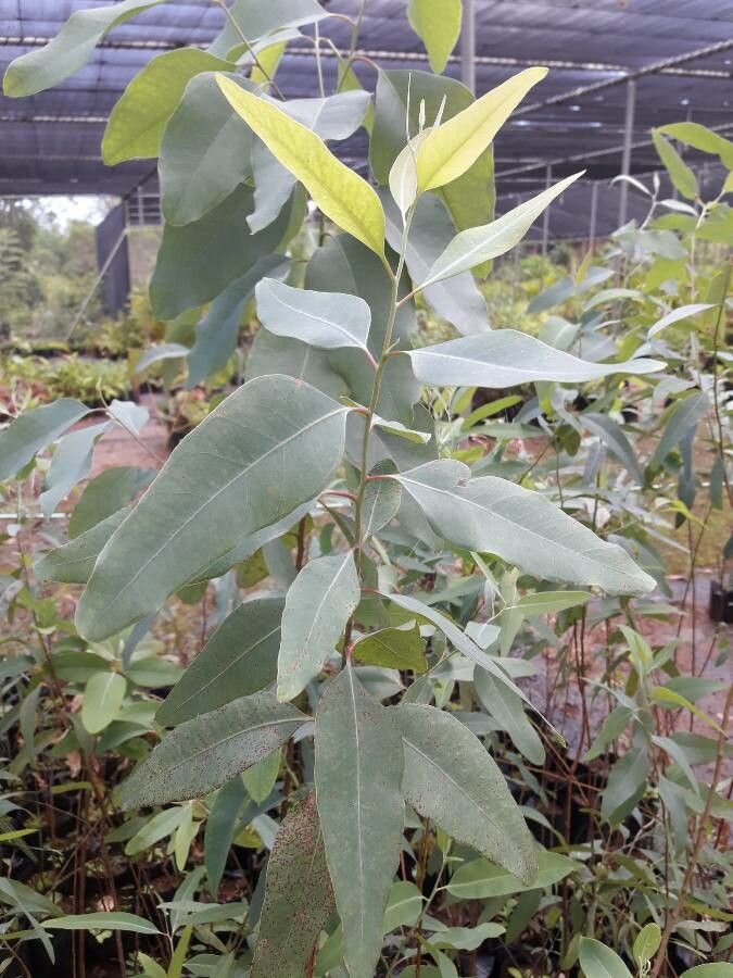 Eucalyptus citrinoides — houseplant care guide