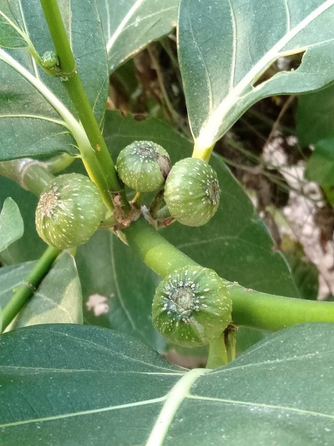 Ficus septica fruit