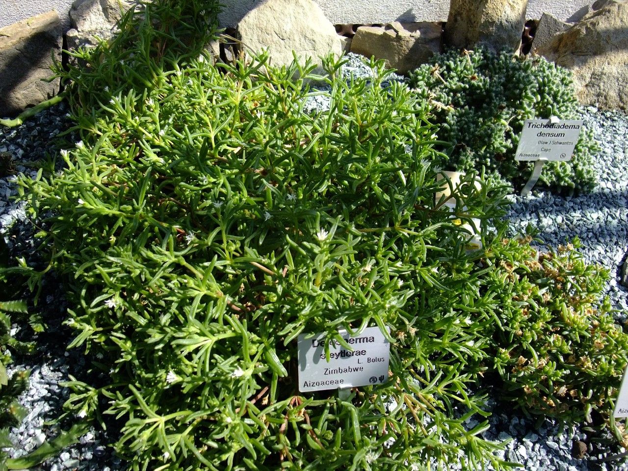 Delosperma steytlerae habit