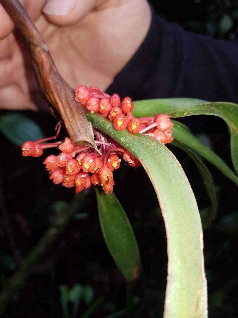 Maxillaria fulgens flower