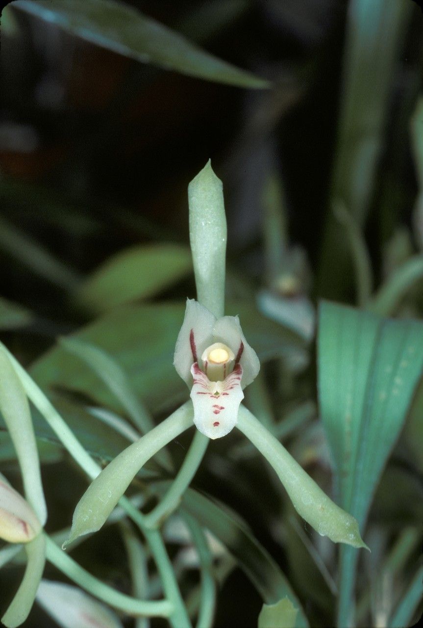 Cymbidium lancifolium flower