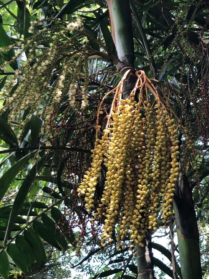 Ptychosperma macarthurii — houseplant care guide