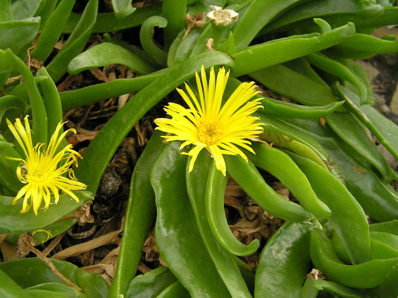 Glottiphyllum longum habit