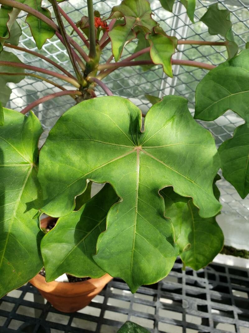 Jatropha podagrica leaf