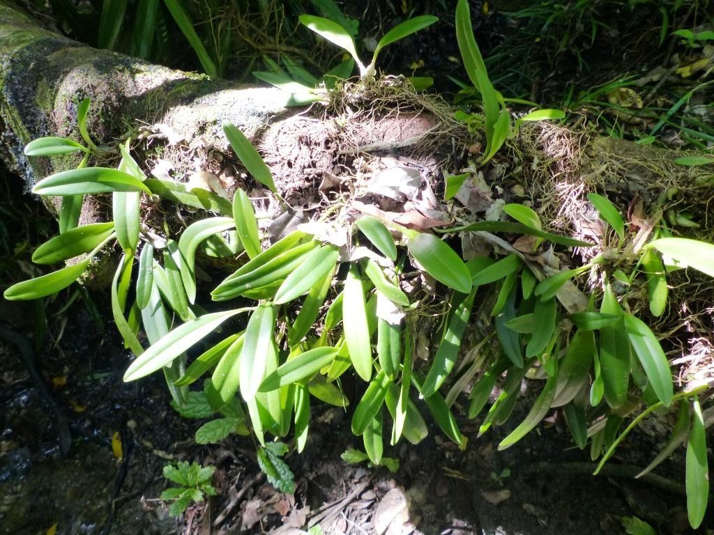 Bulbophyllum samoanum habit