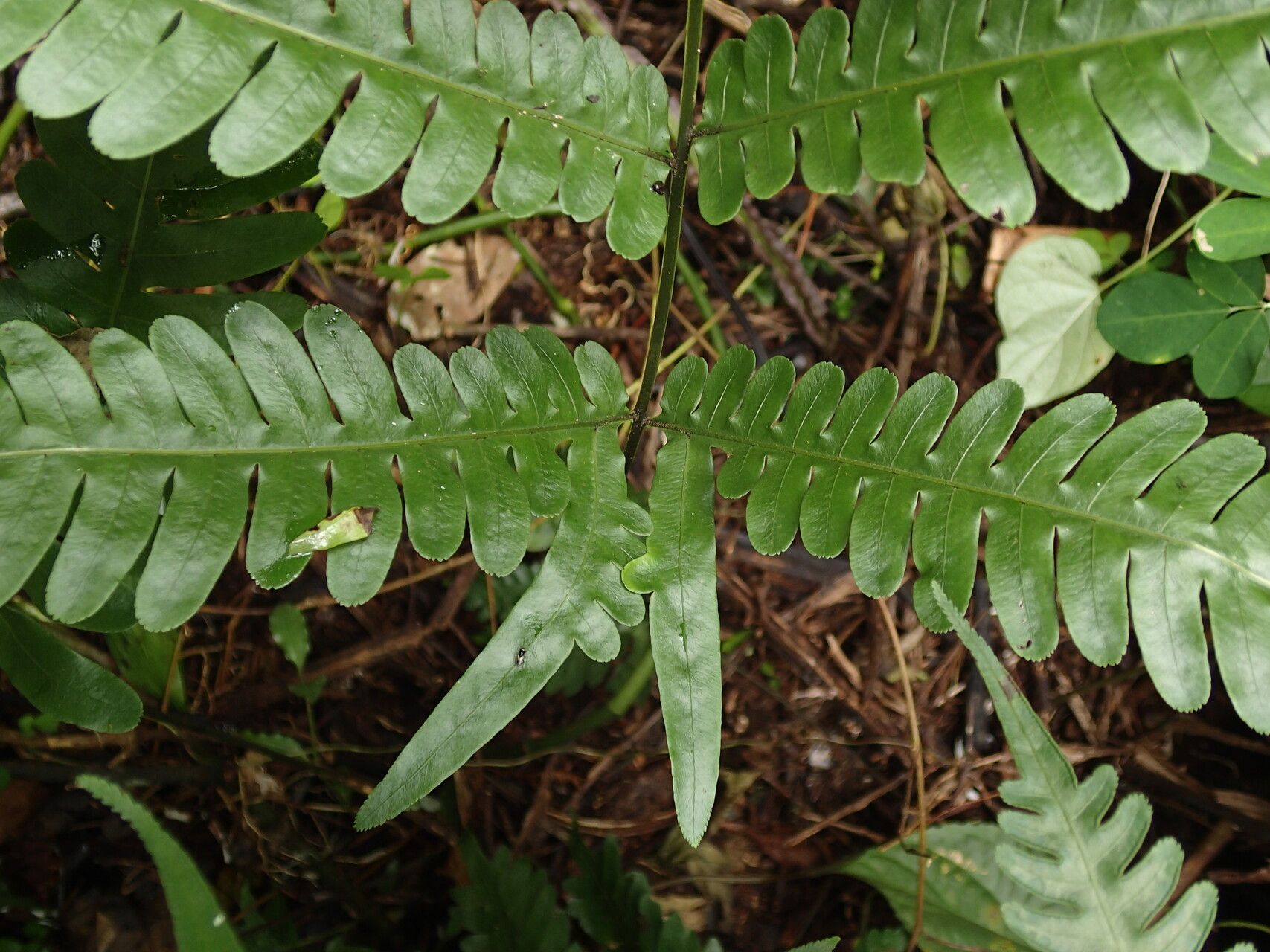 Pteris atrovirens leaf
