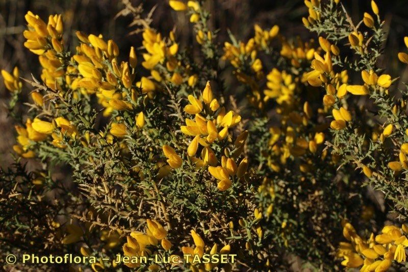 Ulex australis — related species from the same genus