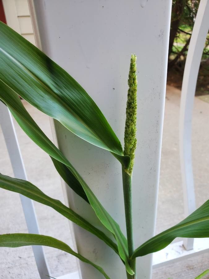 Hymenachne amplexicaulis — search result for 'Tropical regions of Central and South America'