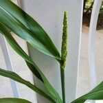 Hymenachne amplexicaulis