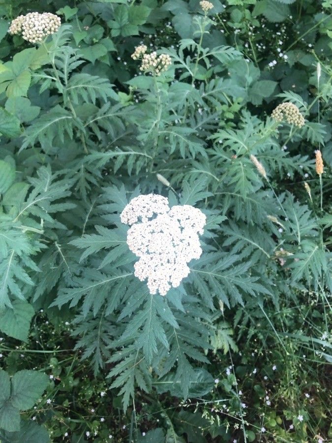 Tanacetum macrophyllum flower