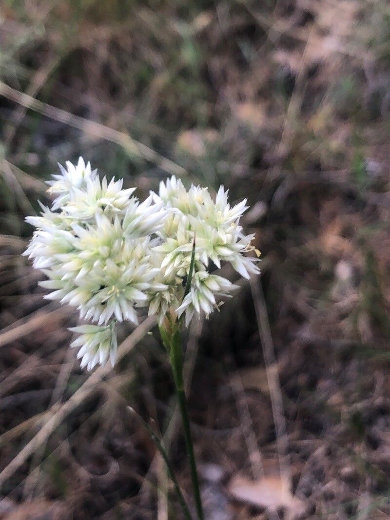 Luzula lactea — houseplant care guide