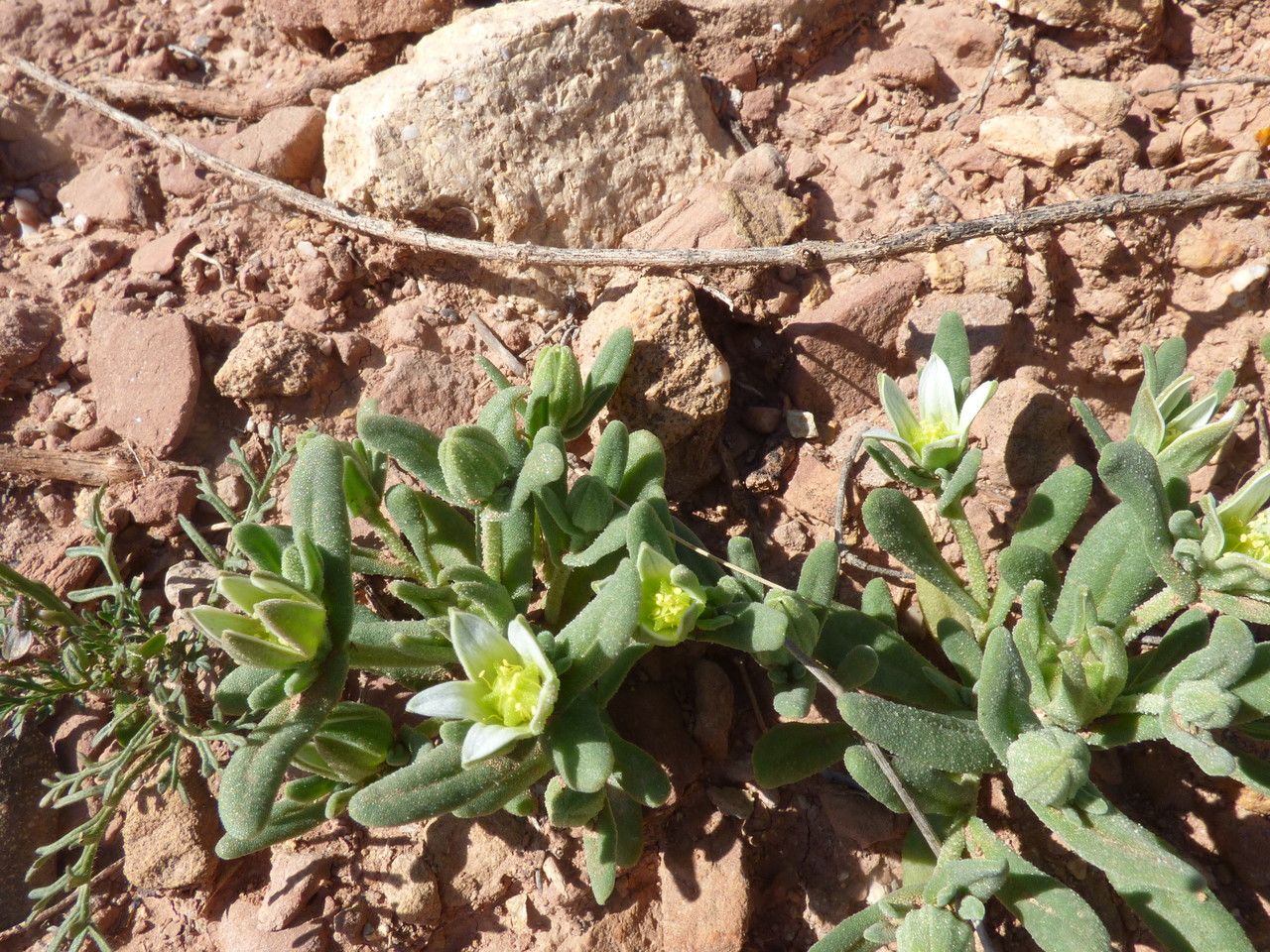 Aizoanthemum hispanicum habit