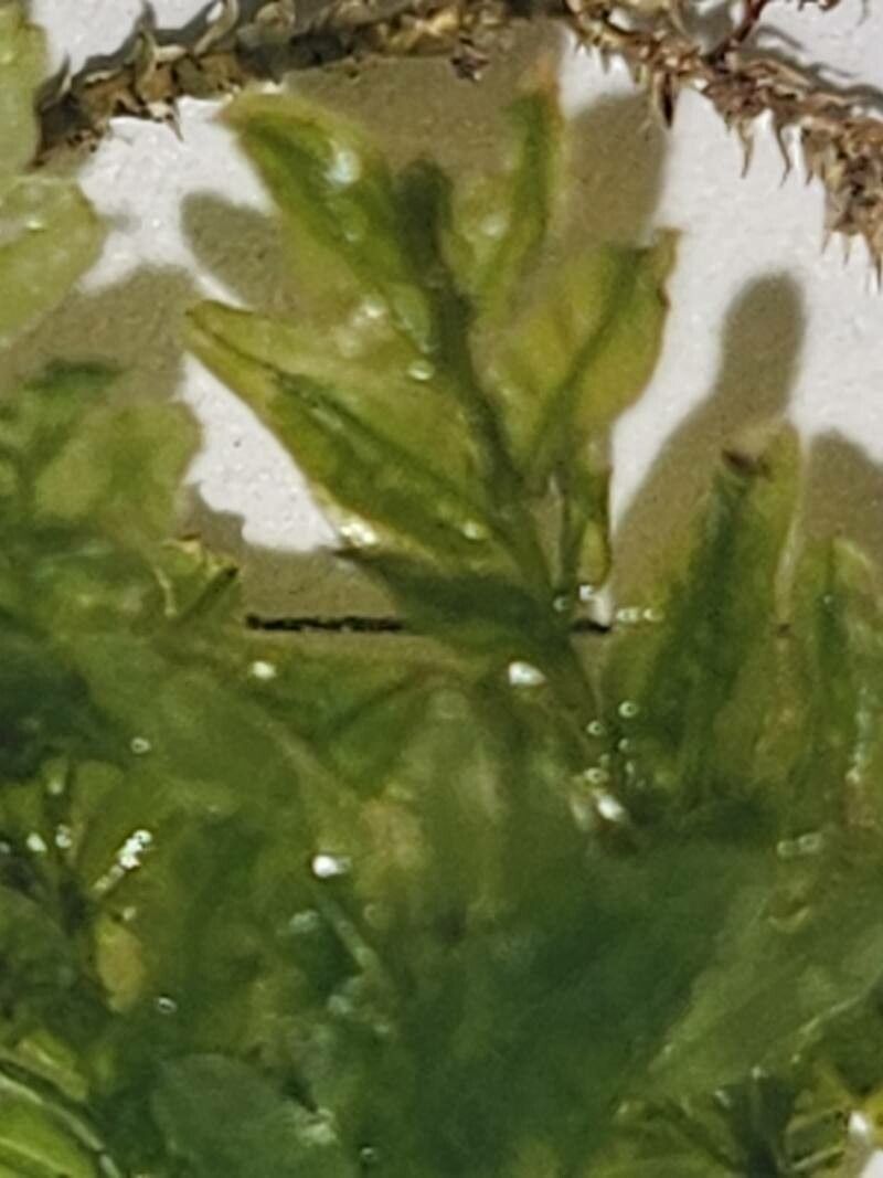 Hymenophyllum wilsonii — houseplant care guide