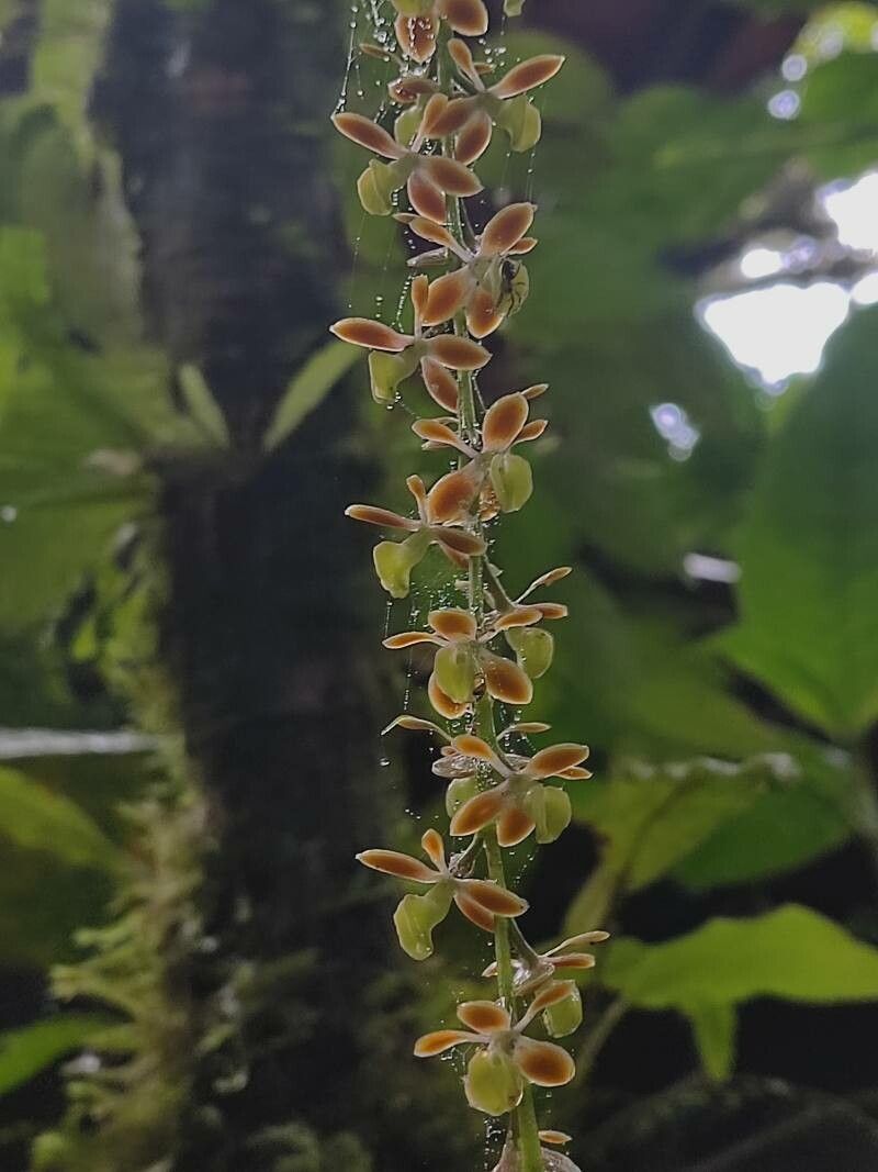 Epidendrum polyanthum flower