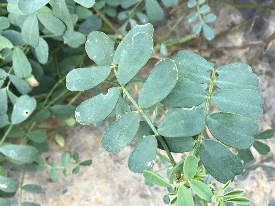 Hippocrepis valentina — search result for 'Hippocrepis'