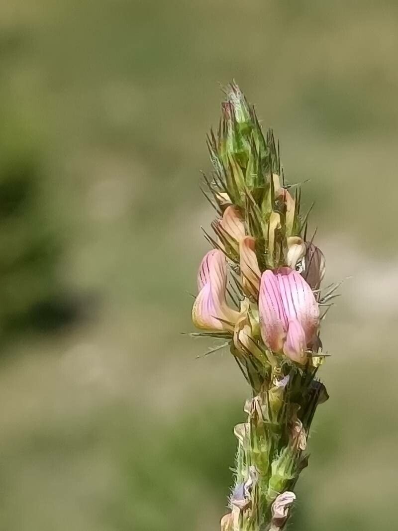 Onobrychis supina flower