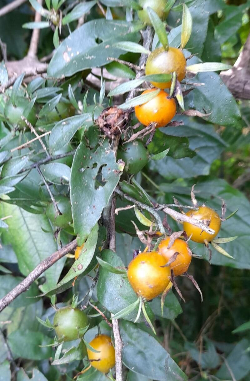 Pereskia aculeata fruit