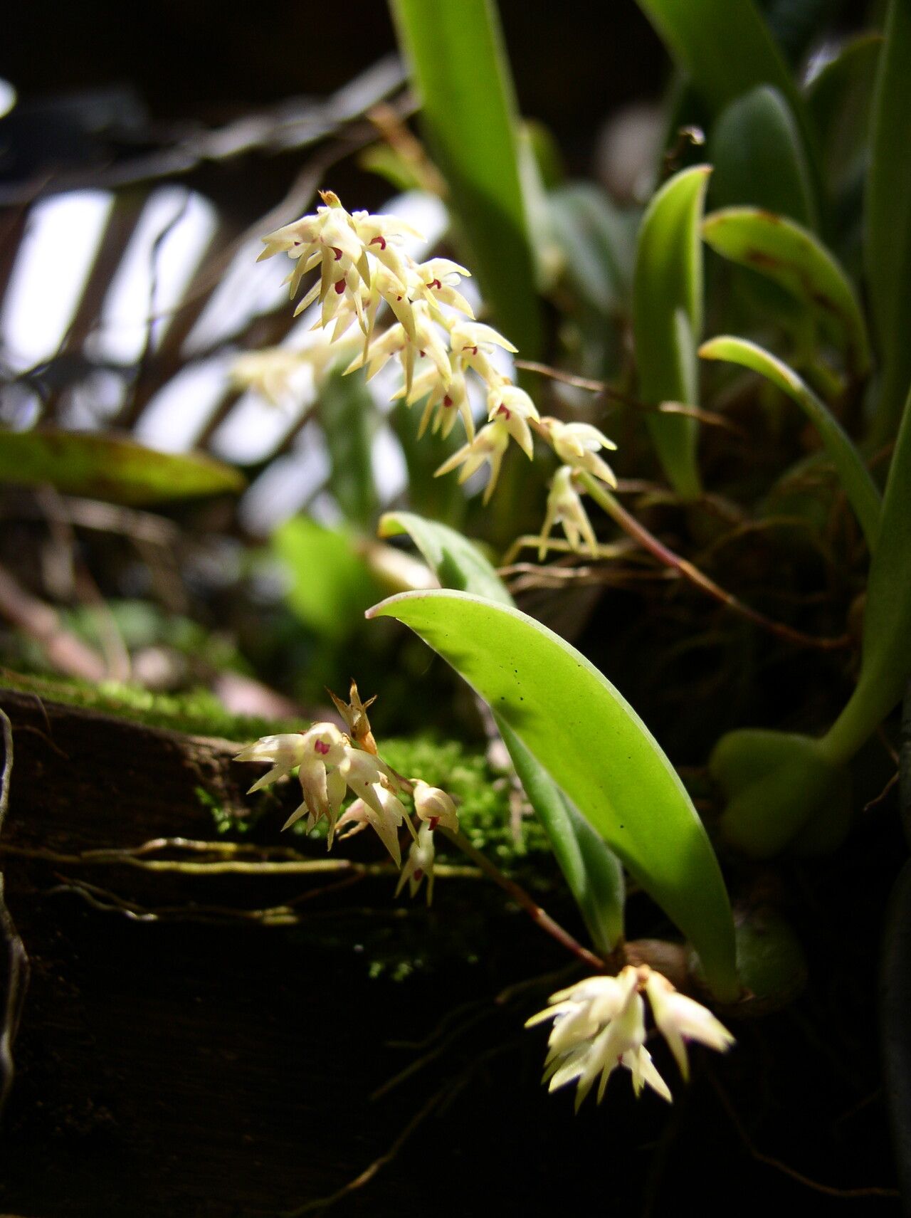 Bulbophyllum pumilum — houseplant care guide