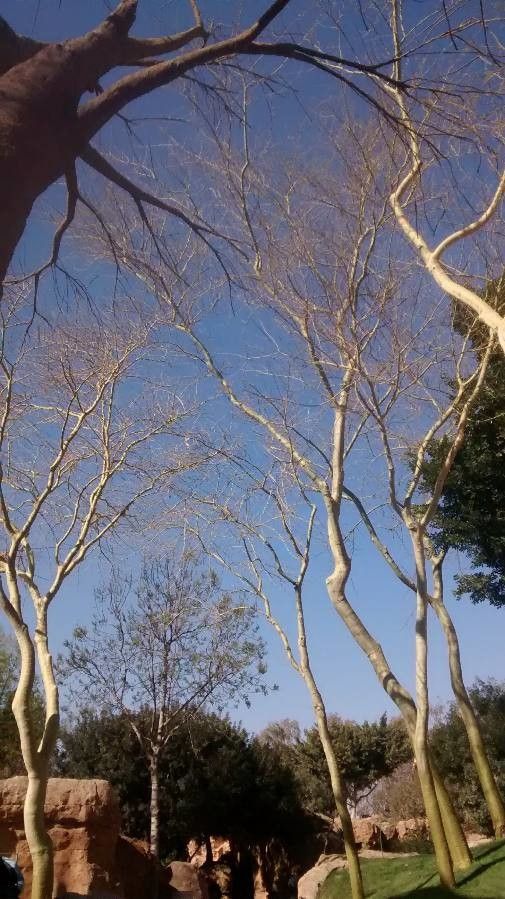 Acacia verticillata bark