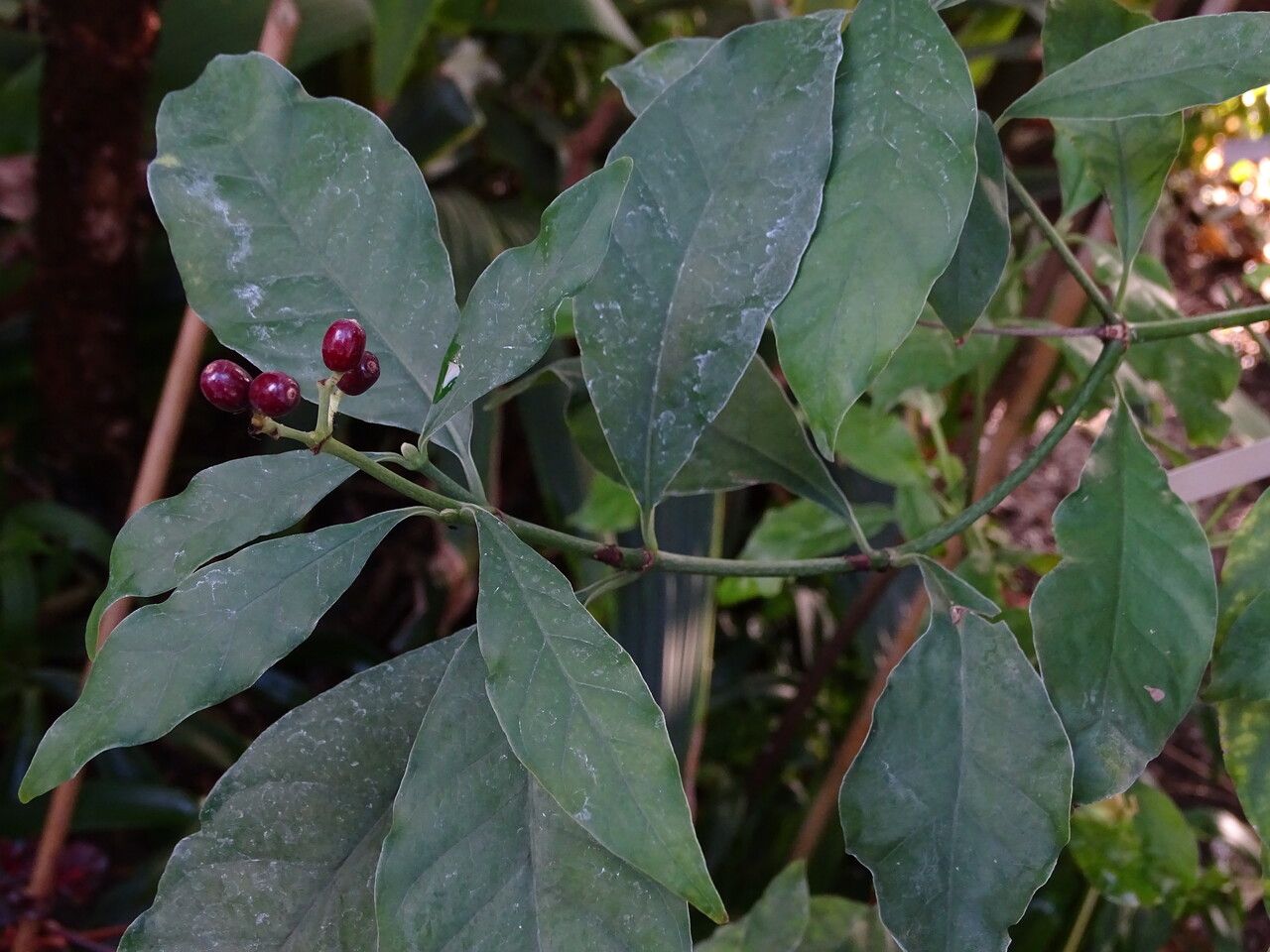 Psychotria carthagenensis leaf