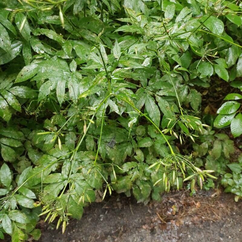 Chaerophyllum aromaticum fruit