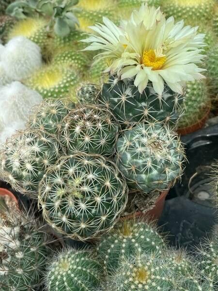 Coryphantha cornifera flower