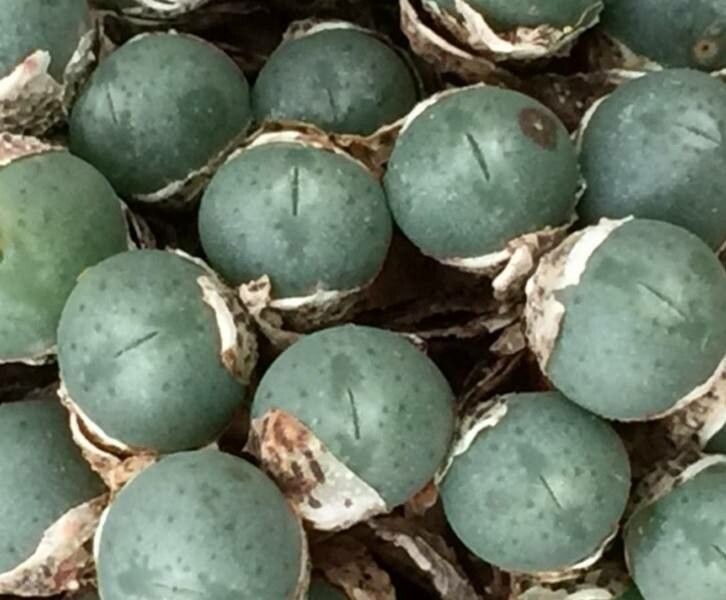 Conophytum meyeri leaf