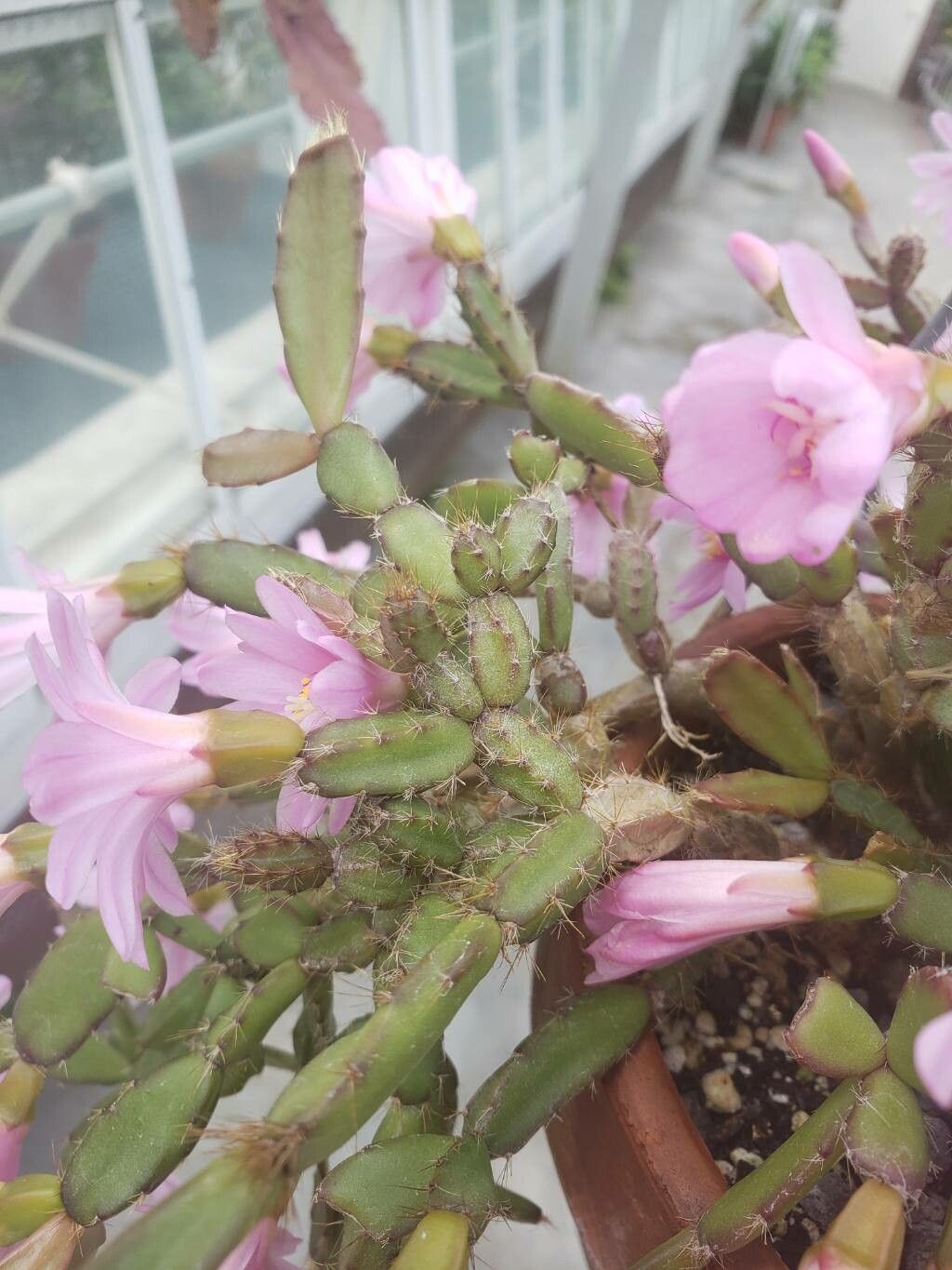 Rhipsalidopsis rosea — related species from the same genus