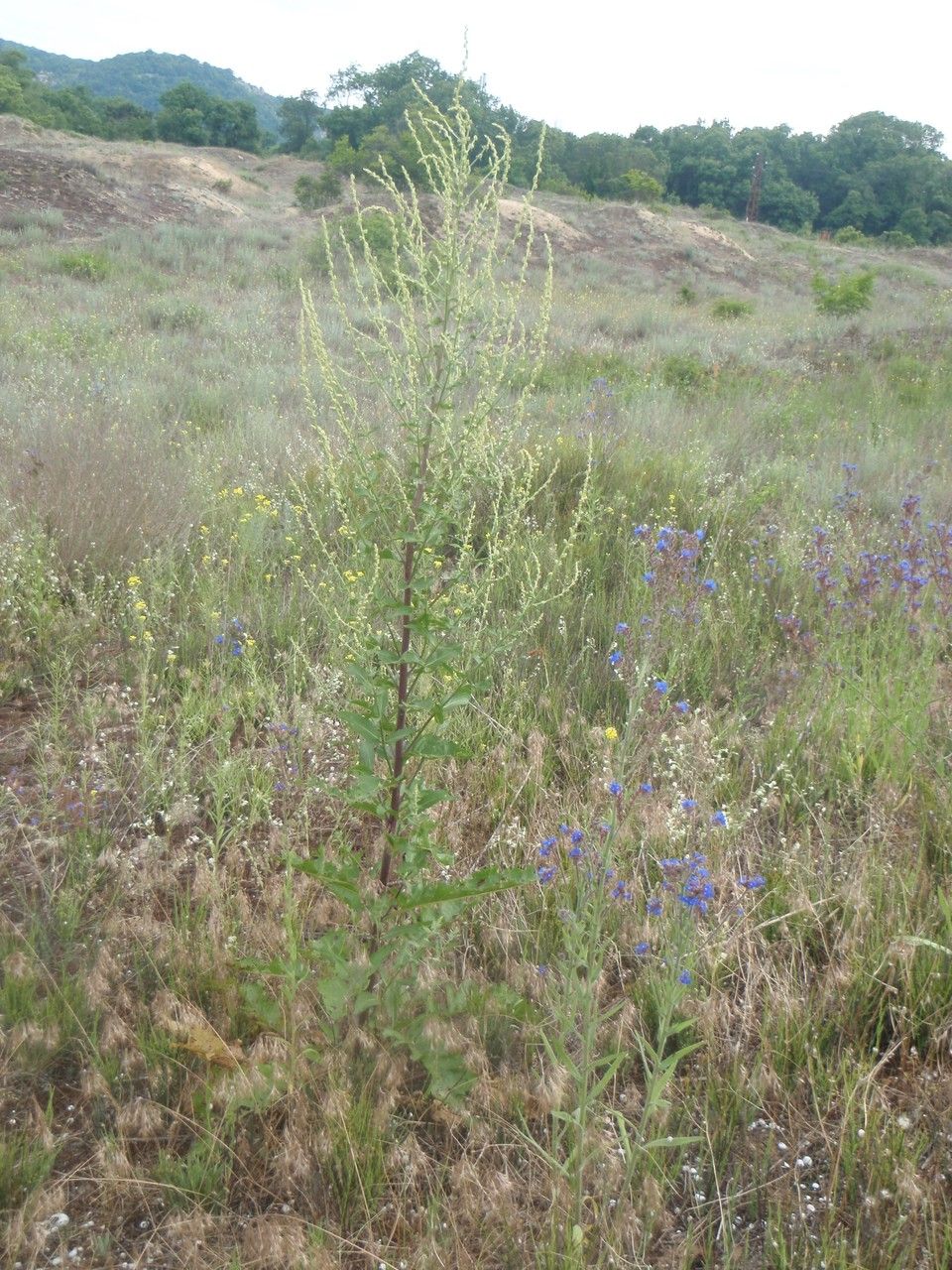 Verbascum banaticum habit