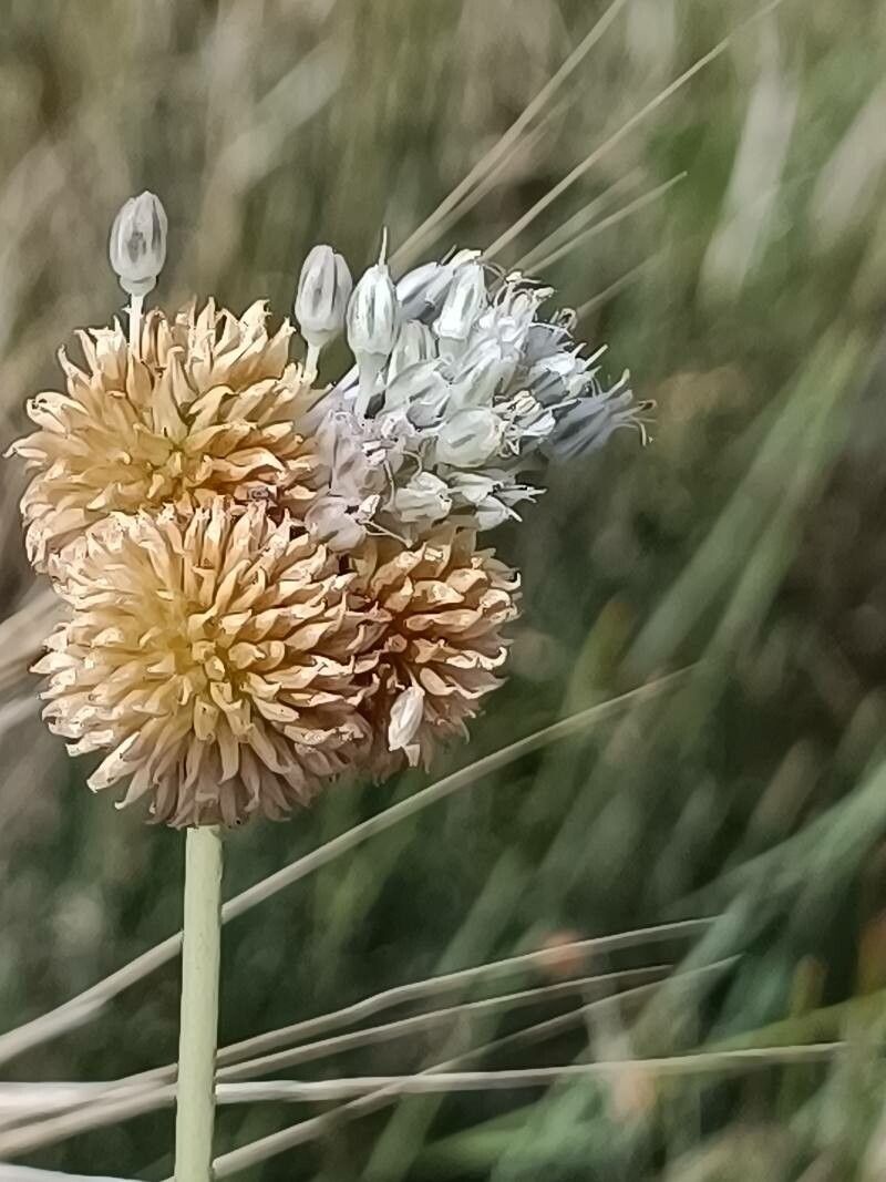 Allium acutiflorum flower