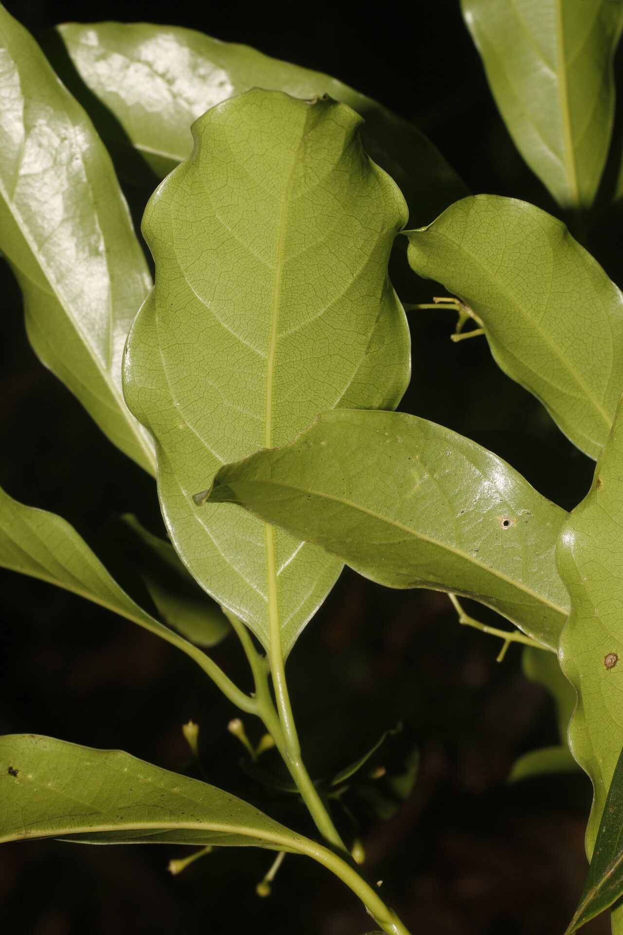 Ocotea viridiflora leaf