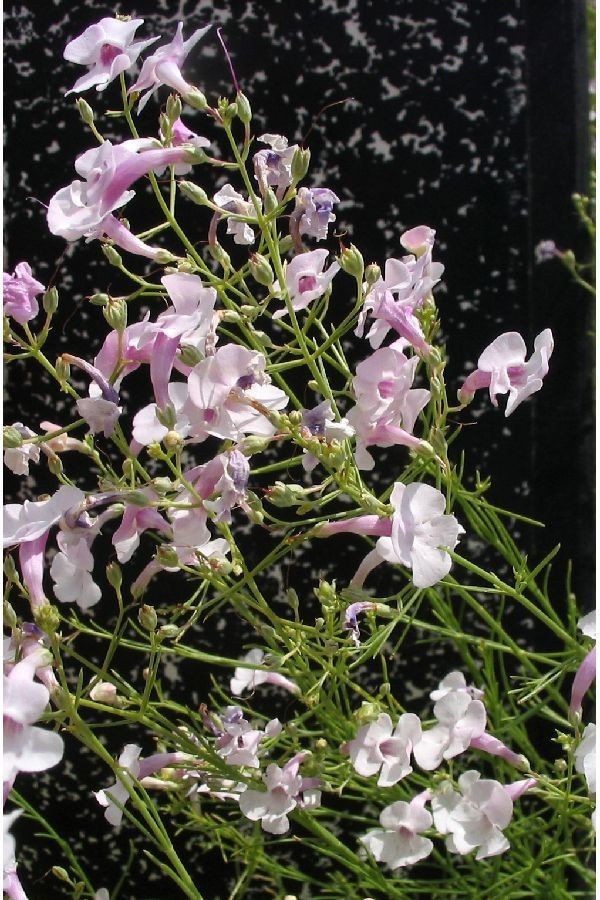 Penstemon ambiguus habit