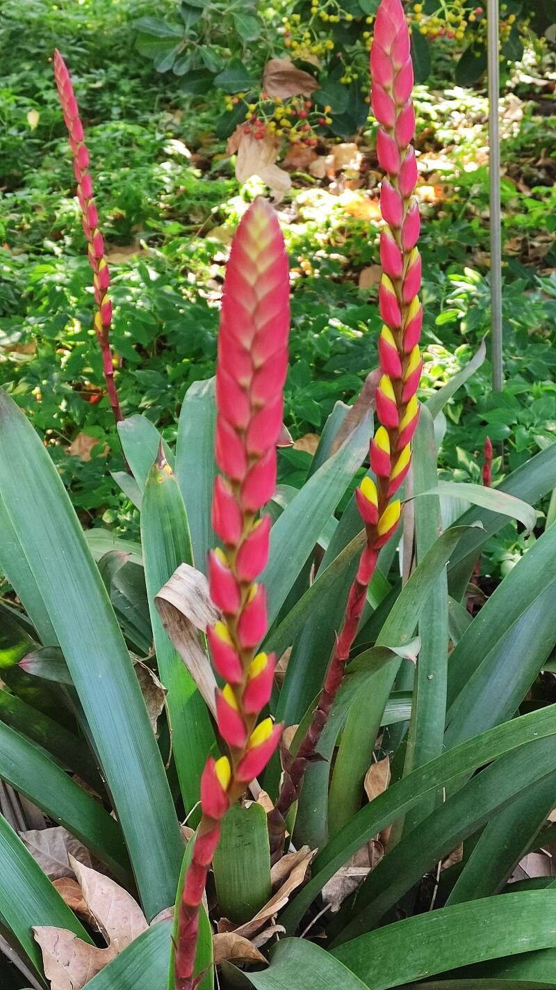 Vriesea platynema flower