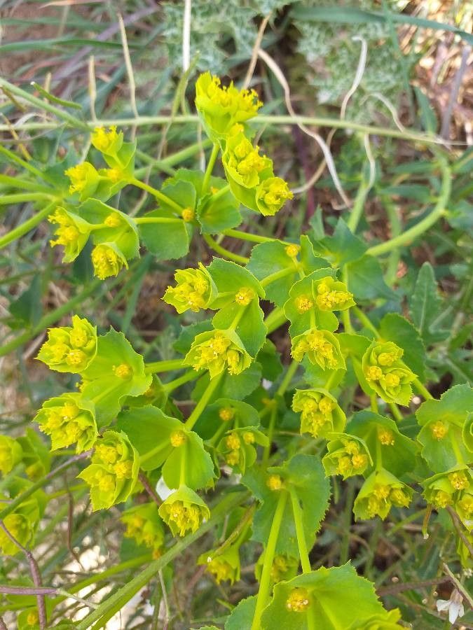 Euphorbia serrata flower