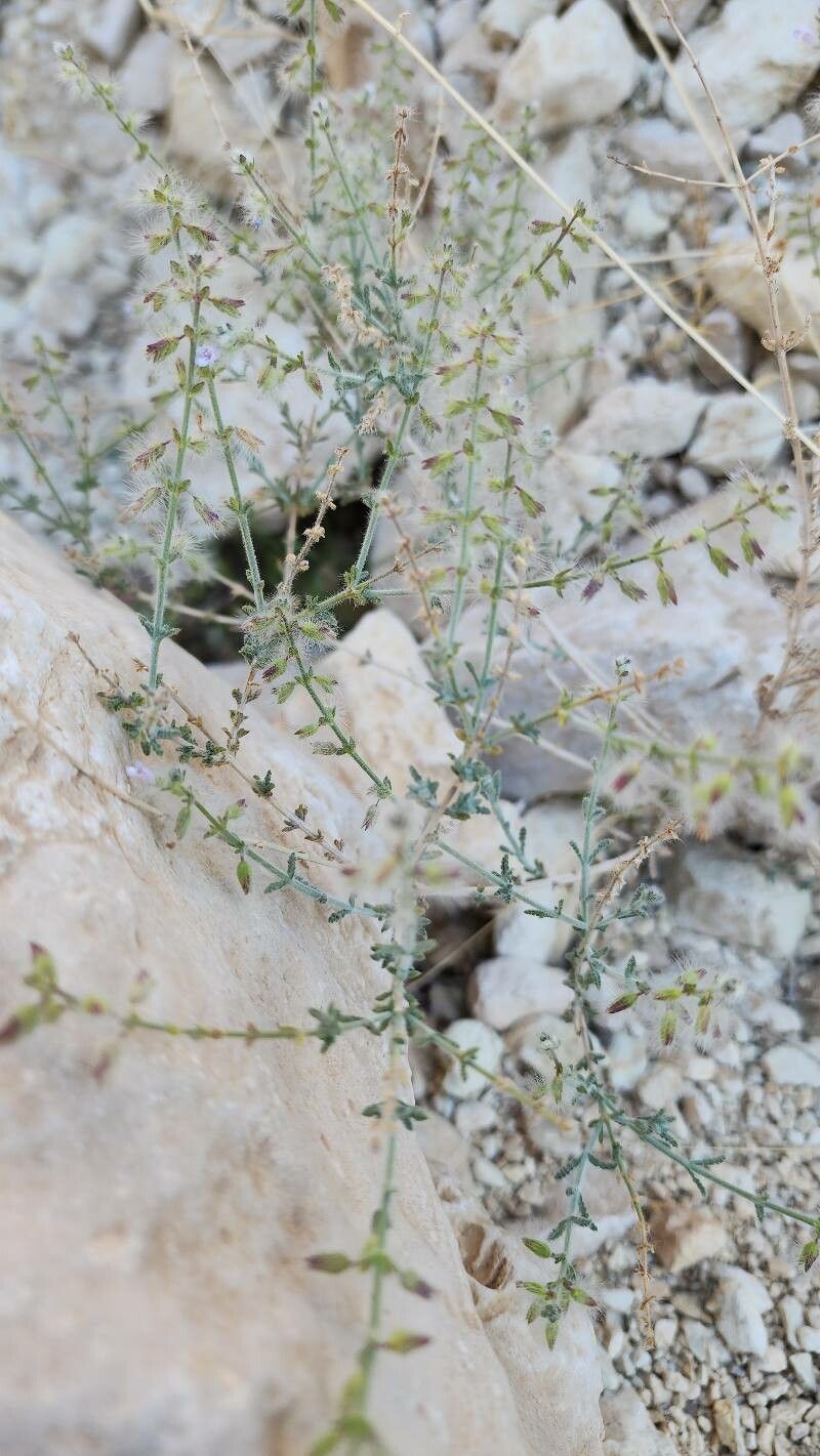 Salvia santolinifolia habit