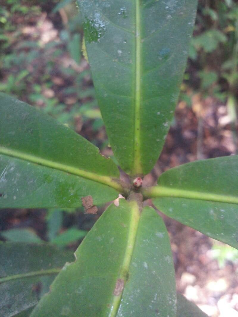 Ixora piresii leaf