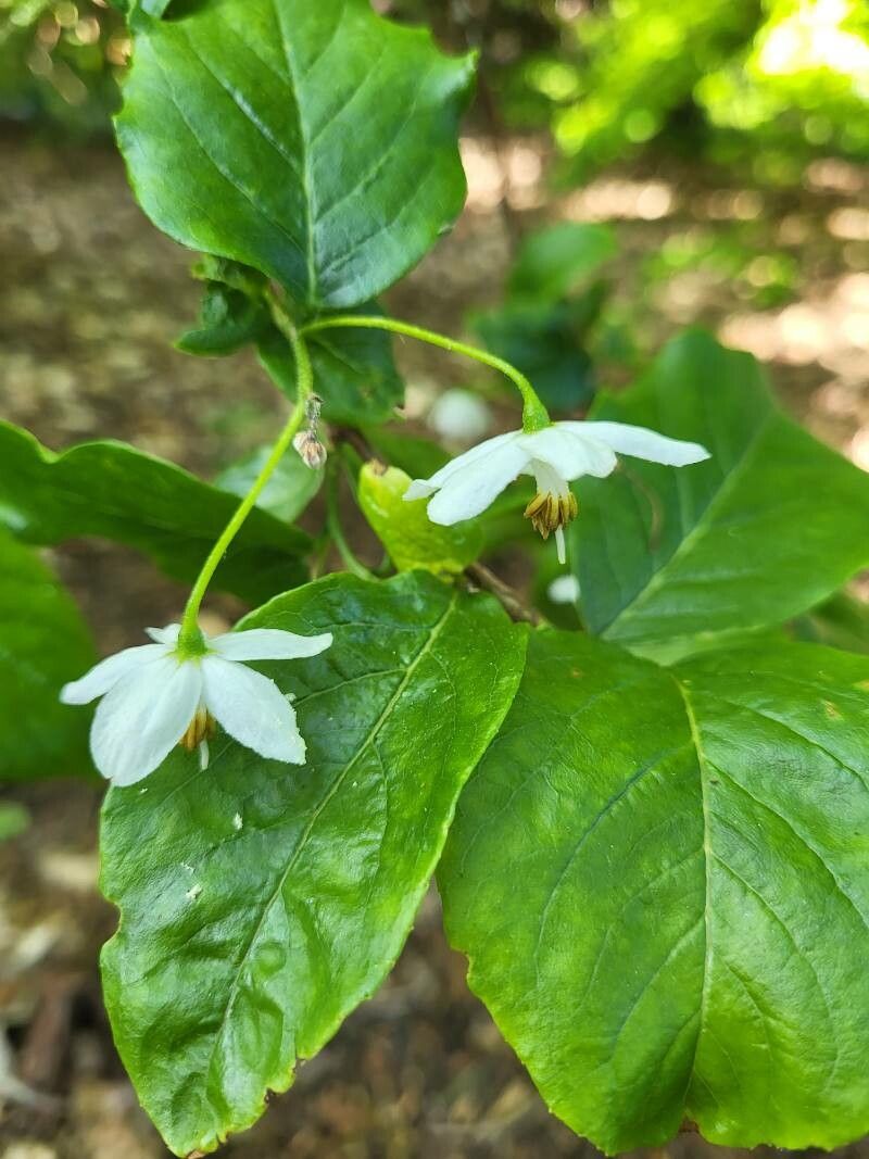 Sinojackia rehderiana flower